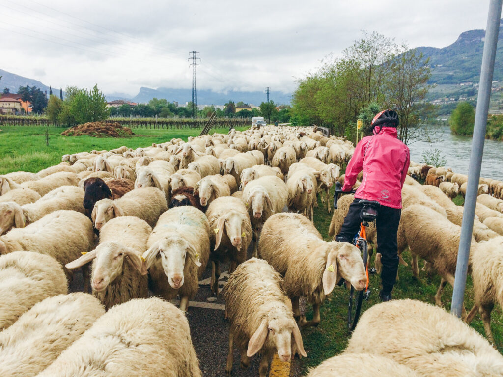 Schäfer mit einer Herde entlang des Etsch-Radwegs bei Trient, Italien.